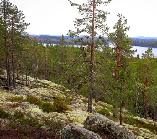 Etelä-Konneveden kansallispuiston maisema