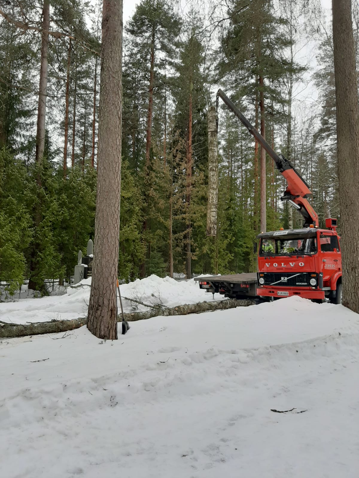 Nosturi nostaa kaadettua puun runkoa.