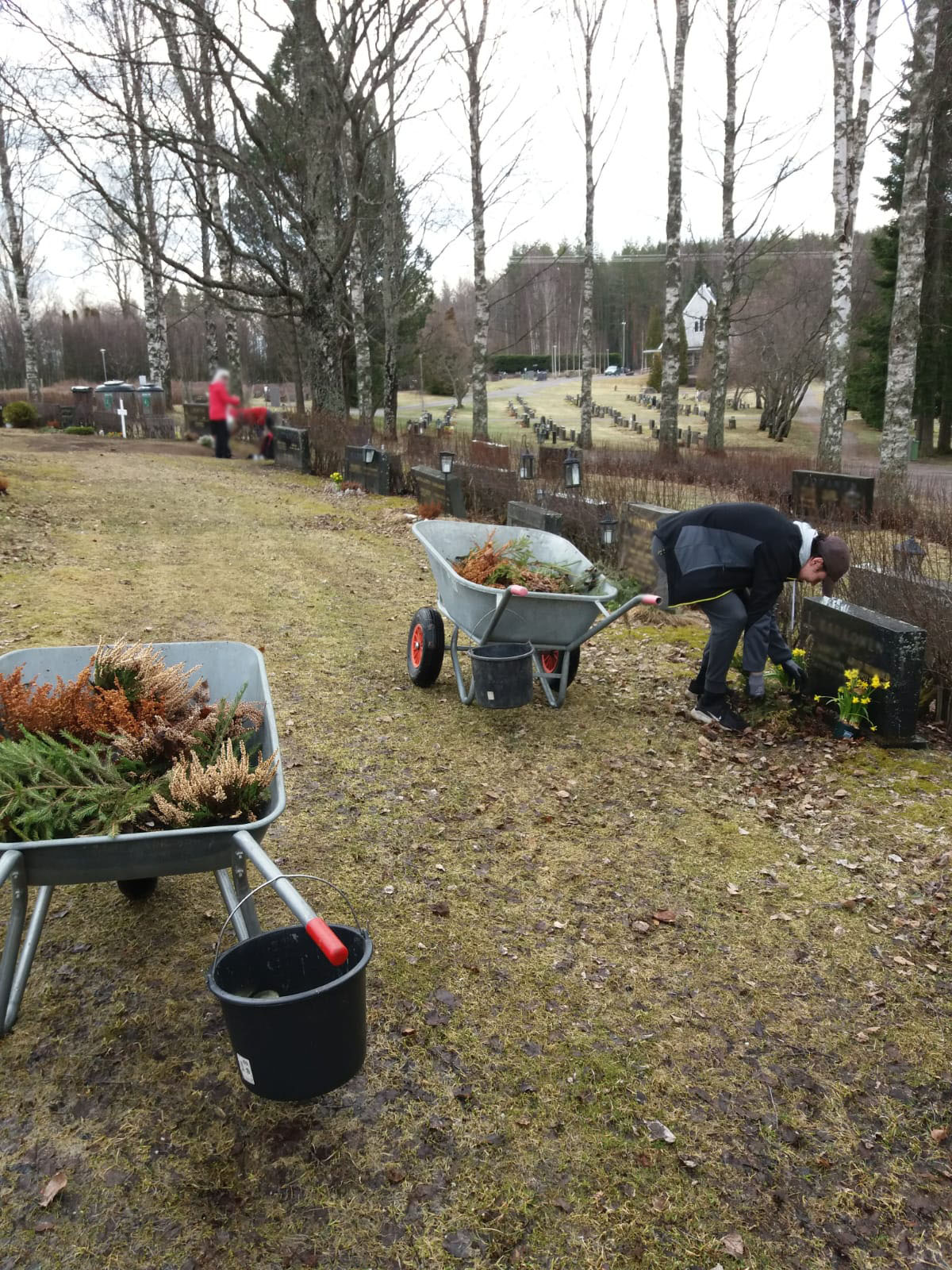 Kahdet kottikärryt puutarhajätettä puolillaan. Uusi kesätyöntekijä keräämässä kuolleita kasveja haudalta.