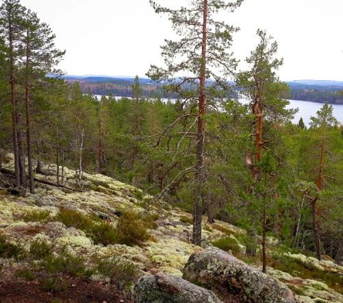 Tervetuloa vaellusretriittiin loppukesän luontoon Törmälään.